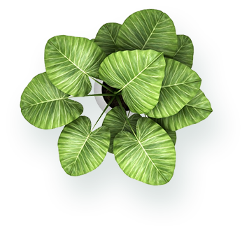 plant
